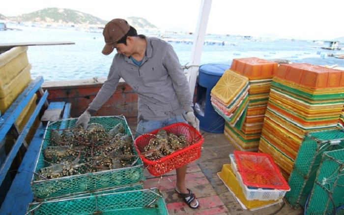 Tôm hùm rớt giá chưa từng có - 1