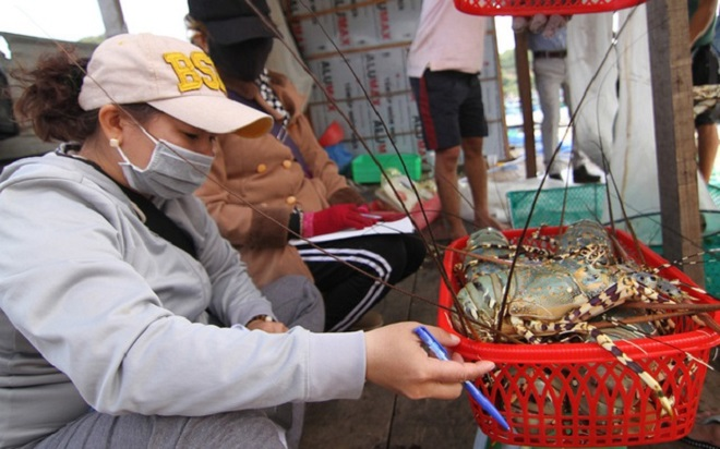 Tôm hùm rớt giá chưa từng có - 2