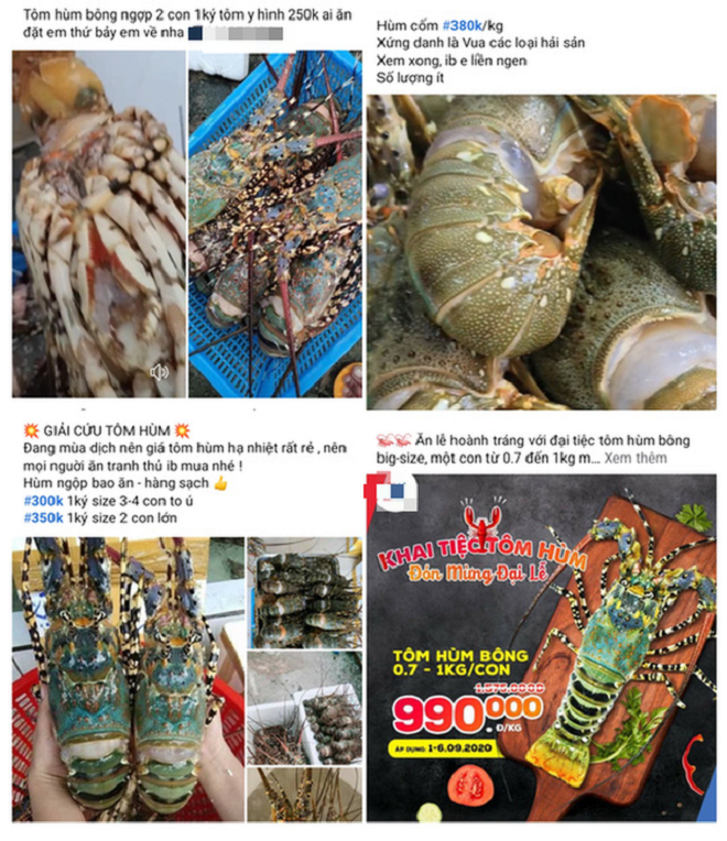 Tôm hùm rớt giá chưa từng có - 5