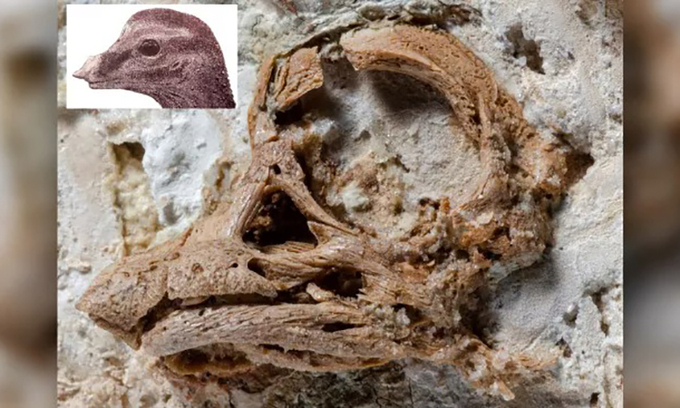 Phát hiện lý thú bên trong phôi thai khủng long 80 triệu năm tuổi - 2