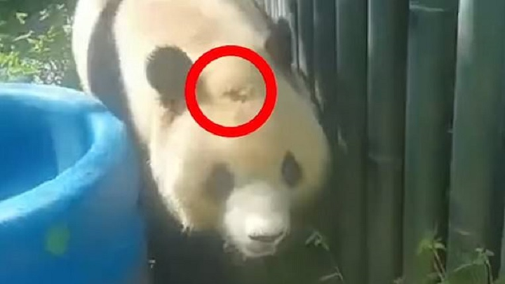 Nguyên nhân bất ngờ khiến gấu trúc trong sở thú Trung Quốc bị hói - 1