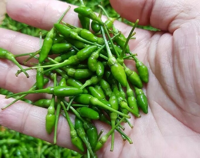 Gần triệu đồng một kg ớt gió Hà Giang - 1