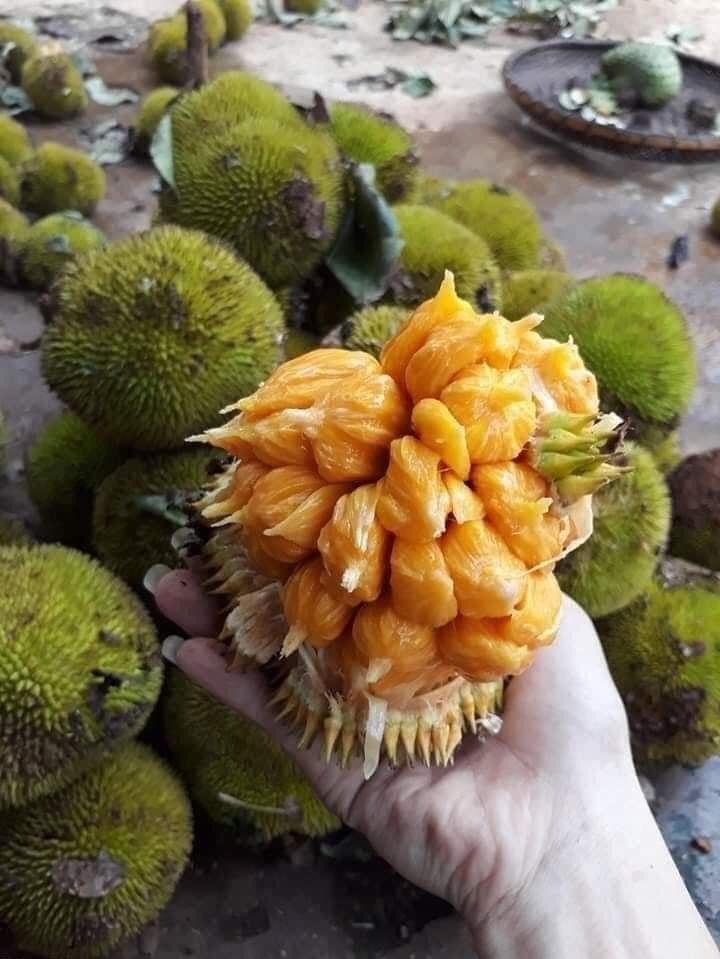Trái cây rừng xuống phố 'cháy hàng' - 1