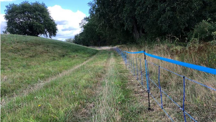 Trung Quốc cấm nhập khẩu thịt lợn Đức do dịch tả lợn châu Phi - 1