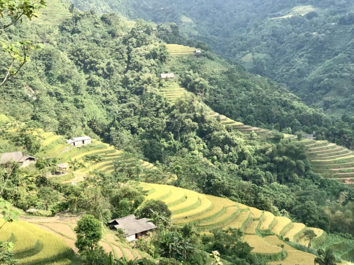 Đến Hoàng Su Phì ngắm cảnh lúa chín tuyệt đẹp - 1