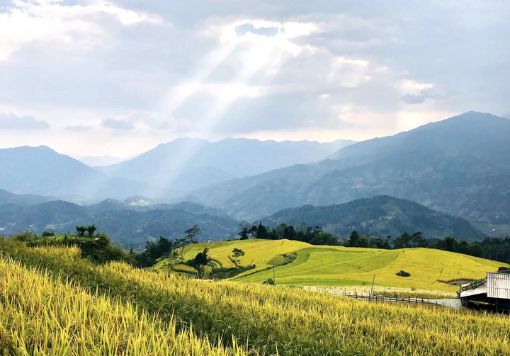 Đến Hoàng Su Phì ngắm cảnh lúa chín tuyệt đẹp - 4