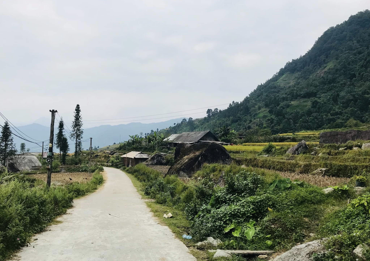 Đến Hoàng Su Phì ngắm cảnh lúa chín tuyệt đẹp - 6