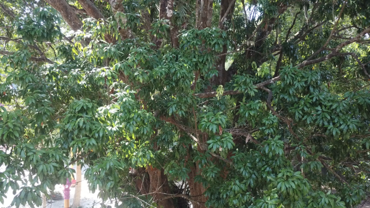 Mục sở thị 2 'cụ' vải thiều hơn 300 năm tuổi ở miền Tây - 4