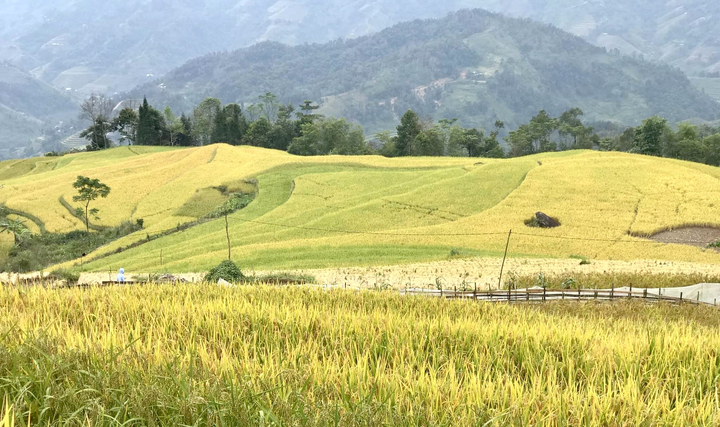 Đến Hoàng Su Phì ngắm cảnh lúa chín tuyệt đẹp - 3
