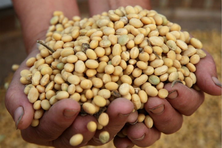 Tại sao Trung Quốc bất ngờ mua gấp đôi sản lượng đậu nành từ Mỹ? - 1