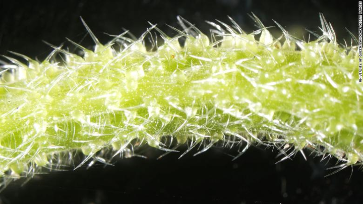 Loại cây tầm ma cực kỳ nguy hiểm, tiết ra chất cực độc - 1