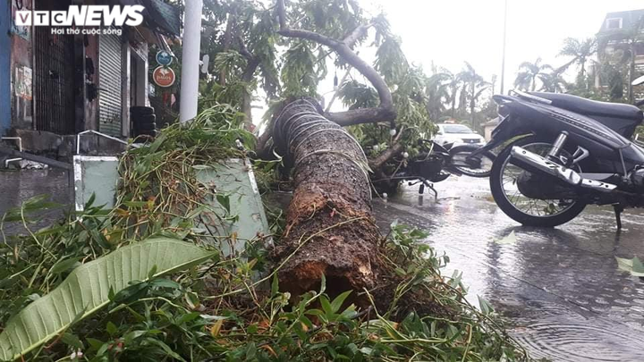 Bão số 5 quét qua Huế: Quật cây xanh bật gốc nằm la liệt, cuốn phăng mái nhà dân - 7