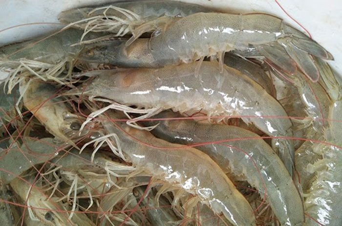 Sau EVFTA, những nông sản Việt nào vừa được xuất sang EU? - 10