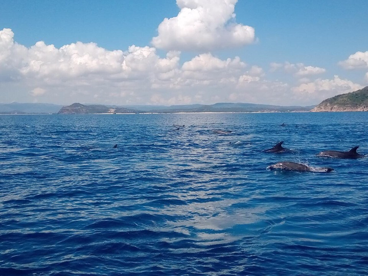 Đàn cá heo hàng trăm con 'vui đùa' trên vùng biển Phú Yên - 1