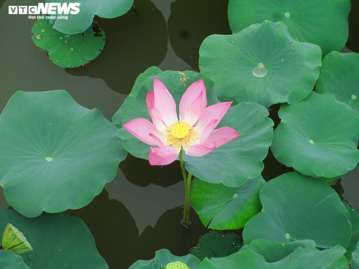 Cánh đồng bạt ngàn hoa thu hút giới trẻ TP.HCM - 10