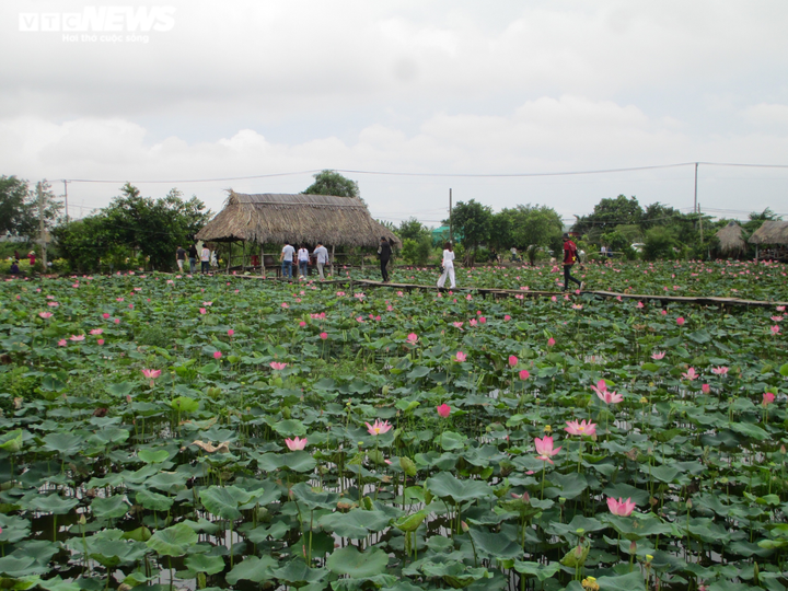 Cánh đồng bạt ngàn hoa thu hút giới trẻ TP.HCM - 12