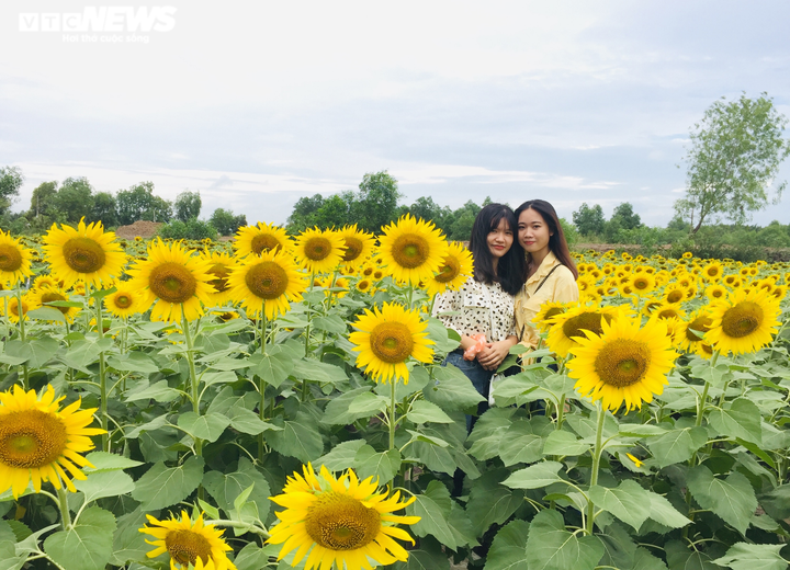 Cánh đồng bạt ngàn hoa thu hút giới trẻ TP.HCM - 5