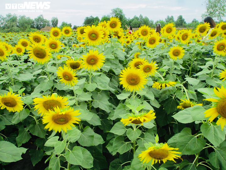 Cánh đồng bạt ngàn hoa thu hút giới trẻ TP.HCM - 6
