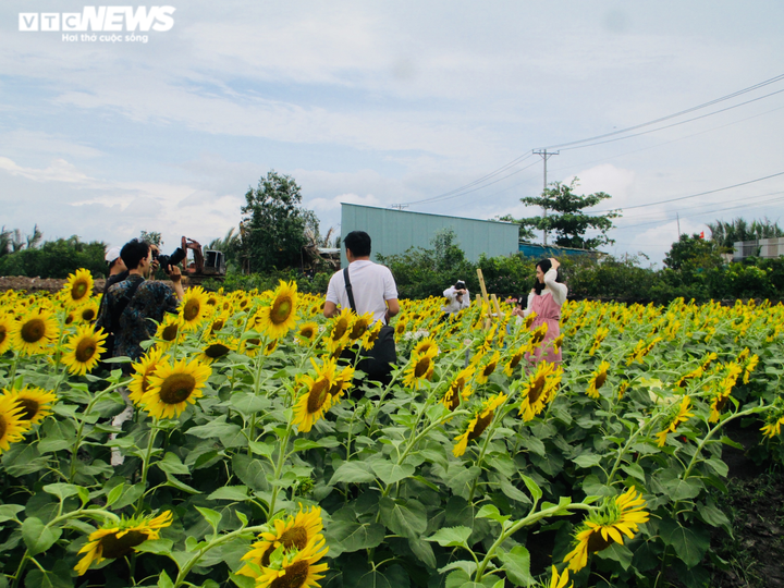 Cánh đồng bạt ngàn hoa thu hút giới trẻ TP.HCM - 7