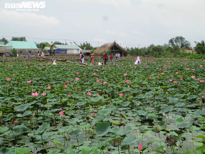 Cánh đồng bạt ngàn hoa thu hút giới trẻ TP.HCM - 8