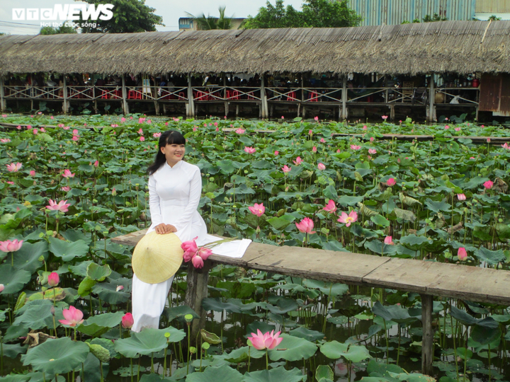 Cánh đồng bạt ngàn hoa thu hút giới trẻ TP.HCM - 9
