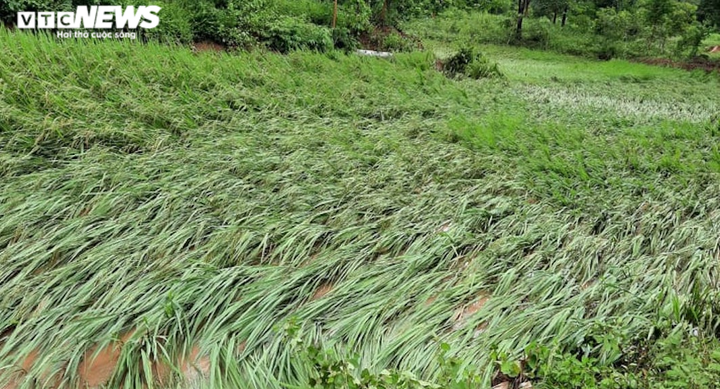 Quảng Trị - Huế tan hoang sau bão số 5, quân dân chung tay khắc phục - 6