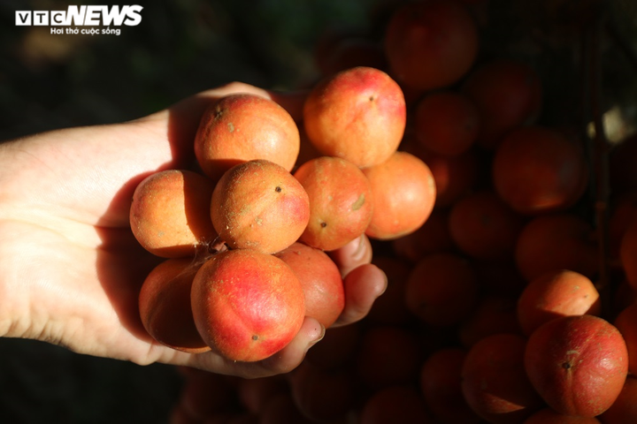 Ảnh: Rực đỏ dâu đất chín mọng ở vùng trung du xứ Quảng - 7