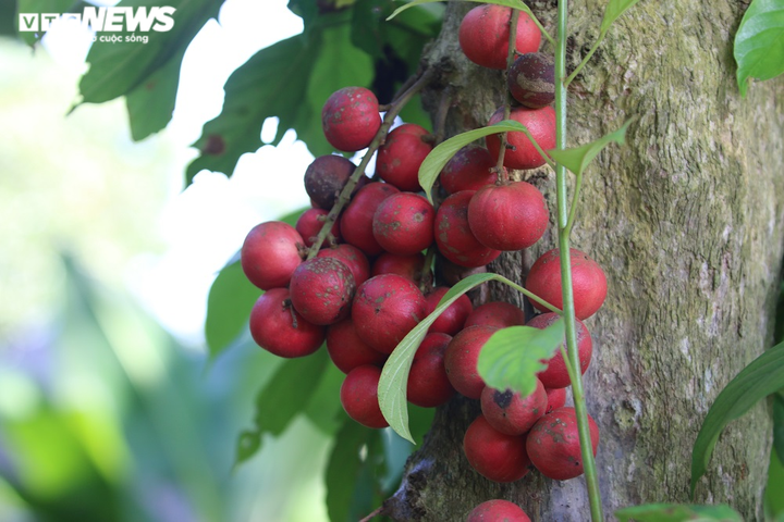 Ảnh: Rực đỏ dâu đất chín mọng ở vùng trung du xứ Quảng - 3