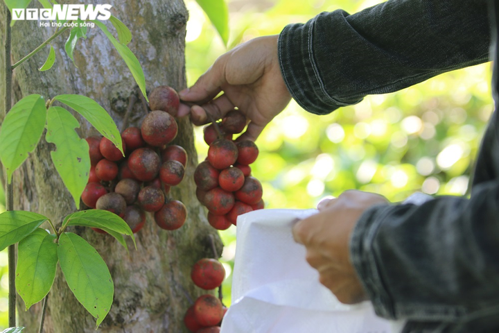 Ảnh: Rực đỏ dâu đất chín mọng ở vùng trung du xứ Quảng - 6