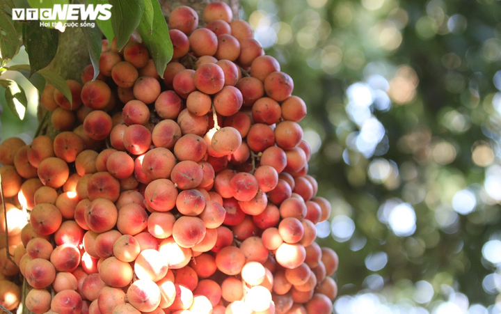 Ảnh: Rực đỏ dâu đất chín mọng ở vùng trung du xứ Quảng - 2
