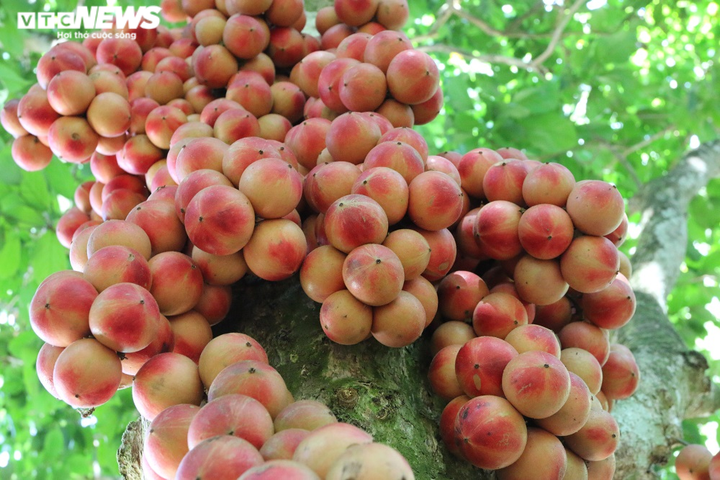Ảnh: Rực đỏ dâu đất chín mọng ở vùng trung du xứ Quảng - 5