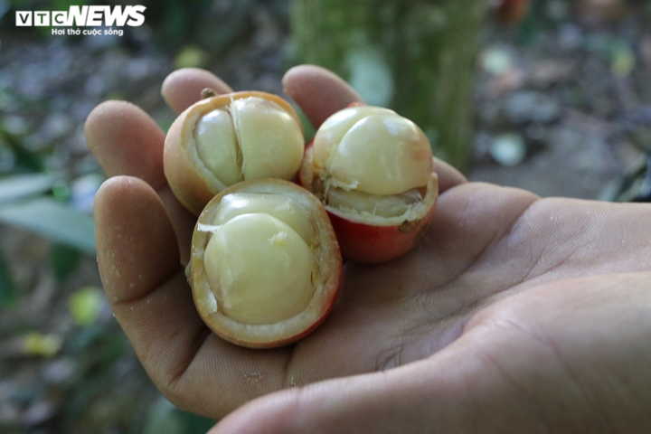 Ảnh: Rực đỏ dâu đất chín mọng ở vùng trung du xứ Quảng - 8