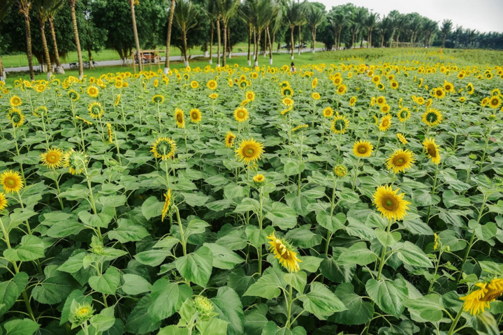 Đồi hoa mặt trời Ecopark khoe sắc đón thu sang - 4