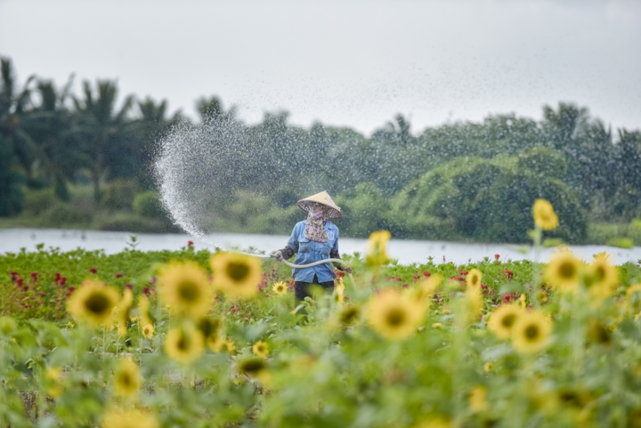 Đồi hoa mặt trời Ecopark khoe sắc đón thu sang - 3
