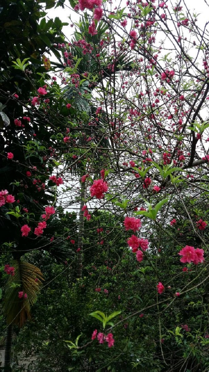 Kỳ lạ hoa đào lộng lẫy khoe sắc trong mùa thu Hà Nội, một năm nở hai lần - 2