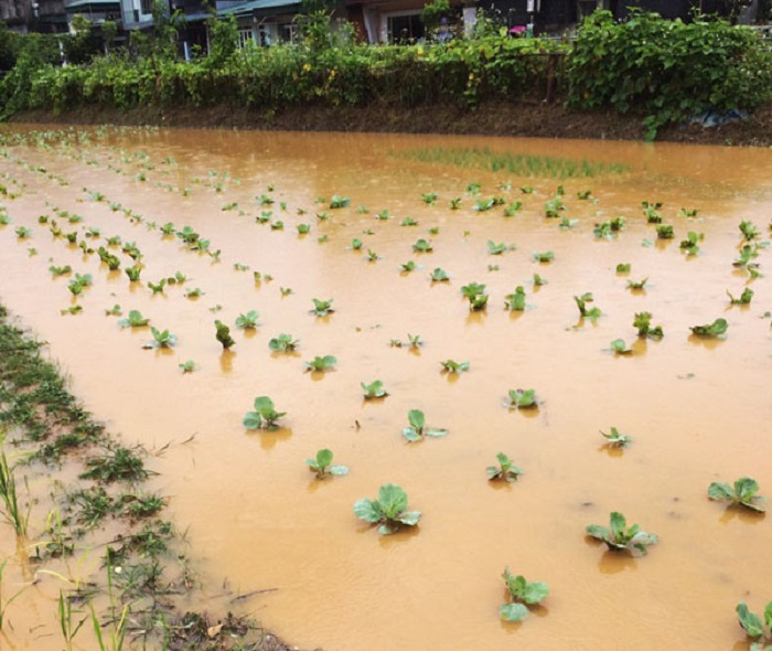 Mưa to ở Lào Cai gây ngập nặng, sạt lở hàng loạt tuyến đường - 7
