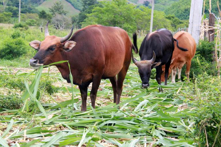 Đơn vị nào nhận nuôi đàn bò tót lai bị bỏ đói, gầy trơ xương ở Ninh Thuận? - 4