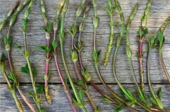 5 loại rau củ đắt hơn vàng - 2