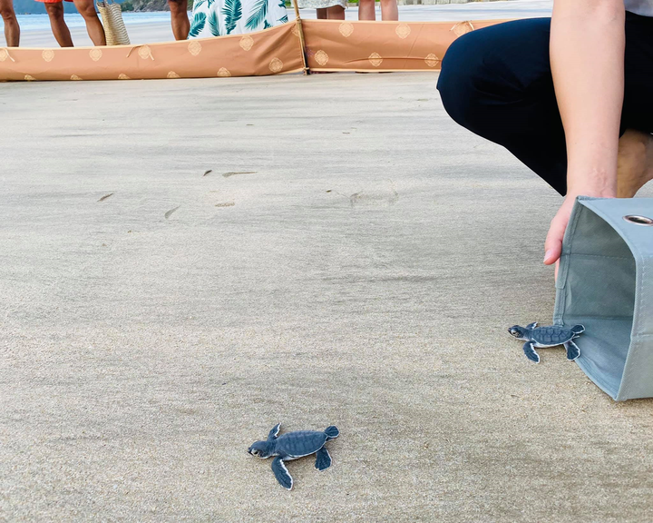 Chủ tịch Bamboo Airways chia sẻ trải nghiệm 'hộ tống' rùa con về biển ở Côn Đảo - 4