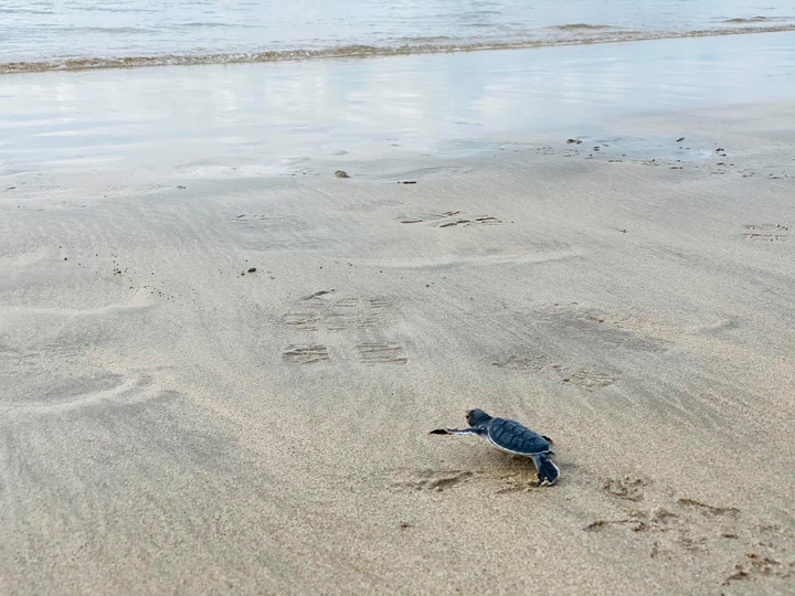 Chủ tịch Bamboo Airways chia sẻ trải nghiệm 'hộ tống' rùa con về biển ở Côn Đảo - 5