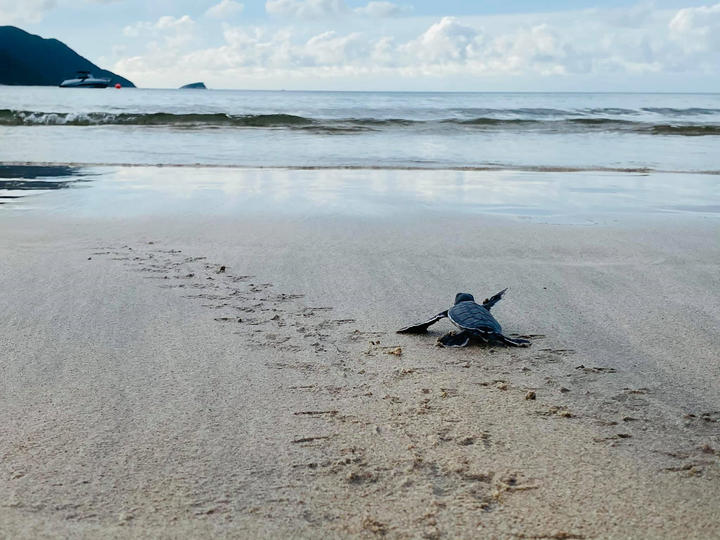 Chủ tịch Bamboo Airways chia sẻ trải nghiệm 'hộ tống' rùa con về biển ở Côn Đảo - 6