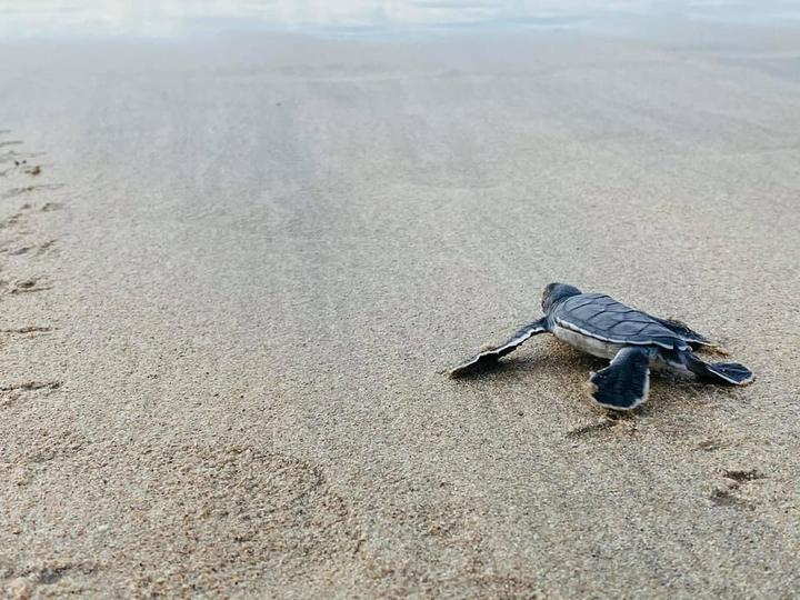 Chủ tịch Bamboo Airways chia sẻ trải nghiệm 'hộ tống' rùa con về biển ở Côn Đảo - 8