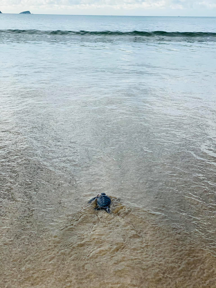 Chủ tịch Bamboo Airways chia sẻ trải nghiệm 'hộ tống' rùa con về biển ở Côn Đảo - 9