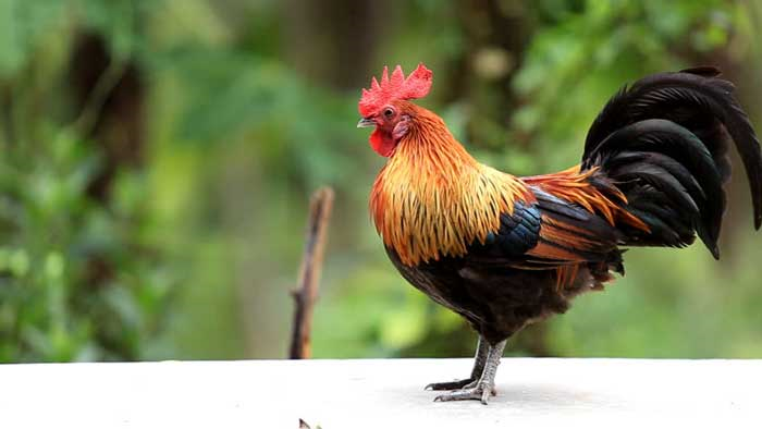 Tử vi hôm nay 4/10 của 12 con giáp: Tuổi Dậu có quý nhân phù trợ - 2