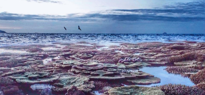 Hoang sơ và linh thiêng Côn Đảo - 8