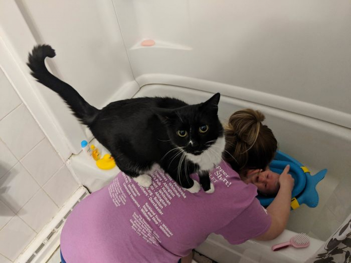 Bật cười xem những chú mèo 'bon chen' đòi tắm với chủ - 14