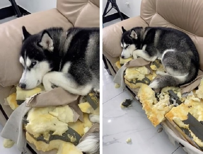 Dân mạng cười lăn xin tha tội cho chú chó phá nát nhà cửa rồi ra vẻ tội nghiệp - 2