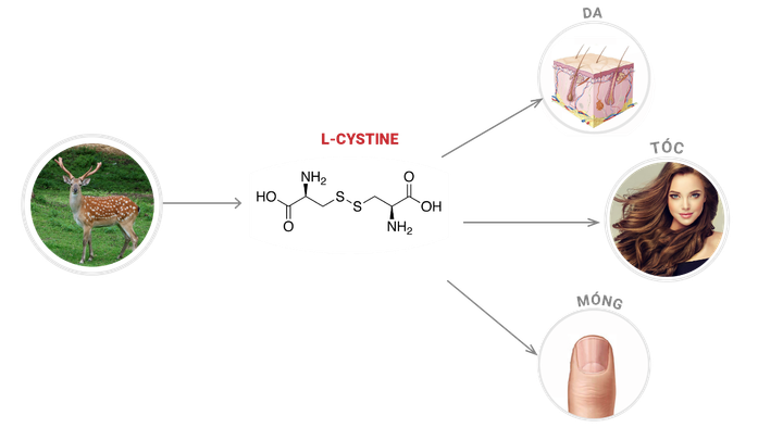 Giới chuyên gia nói gì về viên uống trắng da Celia Luxury? - 3