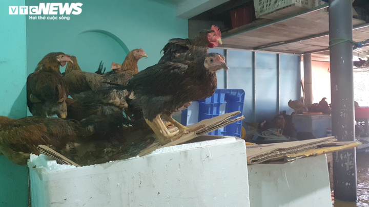 Mưa như trút nhiều ngày đêm, dân Đà Nẵng khốn khổ gồng mình trong lũ - 10