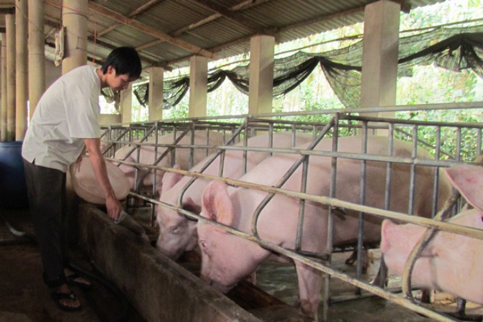 Thịt lợn giảm giá mạnh, mấy triệu hộ dân lại lo lắng - 1